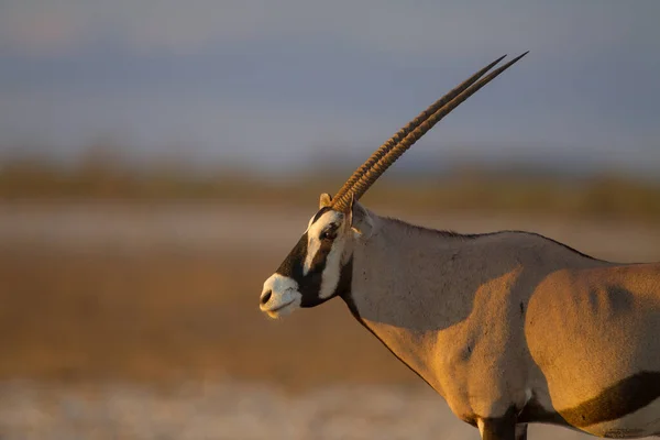 Oryx Gemsbok Nel Deserto Dell Africa — Foto Stock