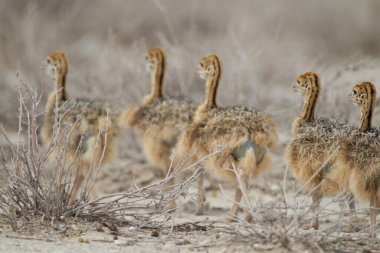 Afrika 'nın vahşi doğasında devekuşu yavruları