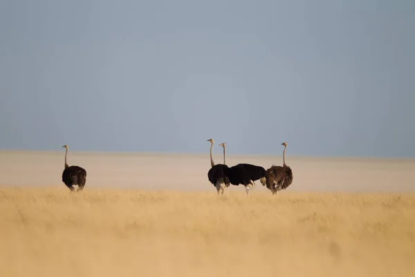 Avestruz Deserto África — Fotografia de Stock