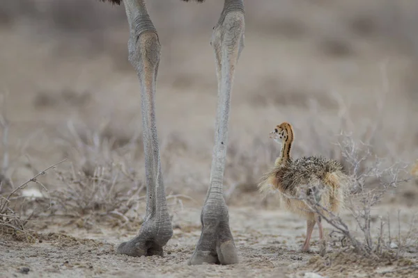 Struisvogelkuikens Wildernis Van Afrika — Stockfoto