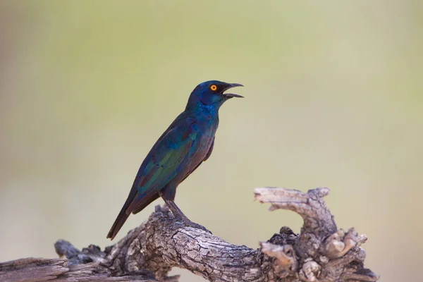 Glanzend Spreeuwen Wildernis Van Afrika — Stockfoto