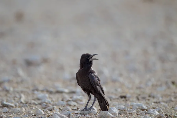 Kraai Wildernis Van Afrika — Stockfoto