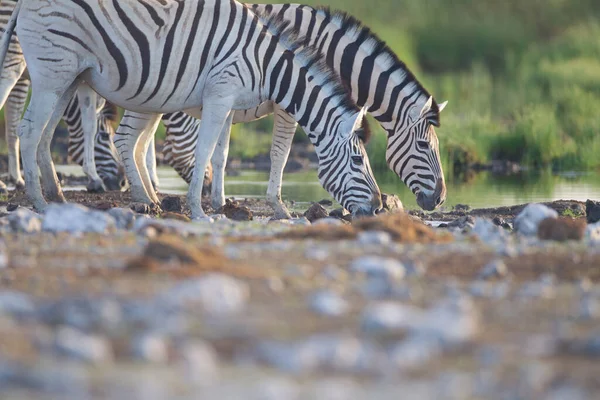 Zebra Deserto África — Fotografia de Stock