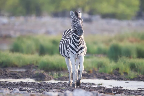 Afrika 'nın vahşi doğasında bir zebra