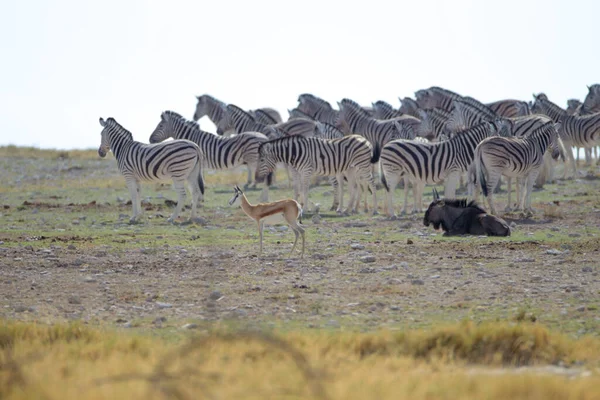 Zebra Afrikai Vadonban — Stock Fotó