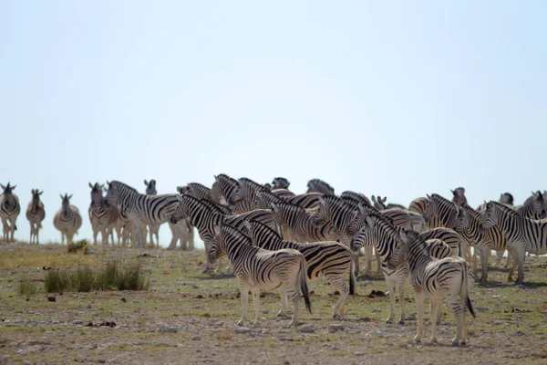 Zebra Afrikai Vadonban — Stock Fotó