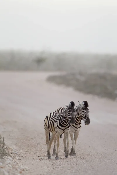 Zebra Wildernis Van Afrika — Stockfoto