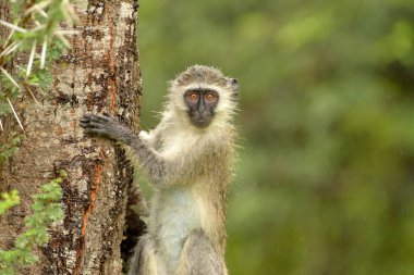 Vervet monkey in the wilderness of Africa clipart