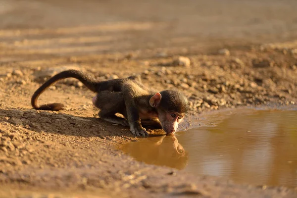 Pavianbaby Der Wildnis Trinkt Wasser — Stockfoto