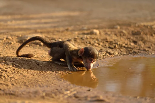 Bebé Babuino Desierto Agua Potable — Foto de Stock