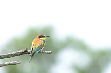 Vahşi doğada arı yiyen kuş.