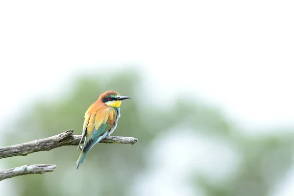 Oiseau Mangeur Abeilles Dans Désert — Photo