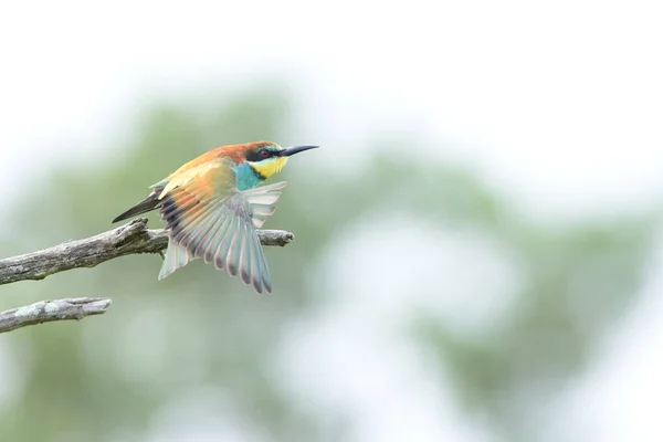 Oiseau Mangeur Abeilles Dans Désert — Photo