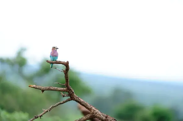 Rouleau Oiseau Dans Désert — Photo
