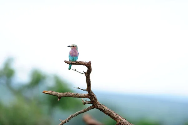 Rouleau Oiseau Dans Désert — Photo