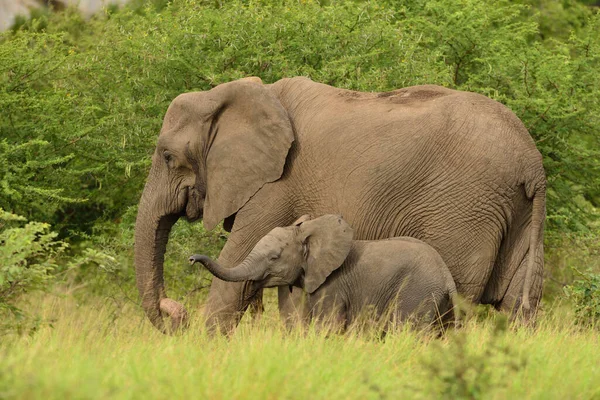 Ternero Elefante Elefante Bebé Desierto Fotos De Stock Sin Royalties Gratis