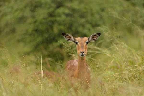 Afrika 'nın vahşi doğasında Impala