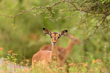 Afrika 'nın vahşi doğasında Impala