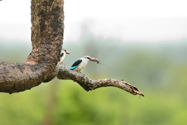 Afrika 'nın vahşi ormanlarında orman balıkçısı
