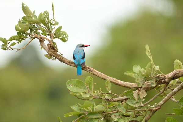 非洲荒野中的森林翠鸟 — 图库照片