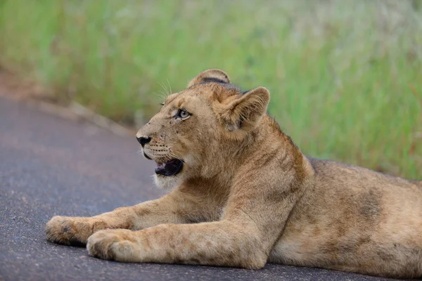 Filhote Leão Deserto África — Fotografia de Stock