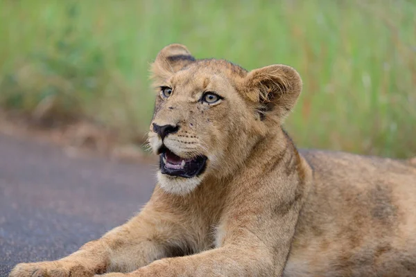 Filhote Leão Deserto África — Fotografia de Stock
