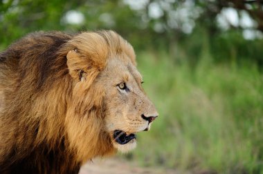 Afrika 'nın vahşi doğasında erkek aslan