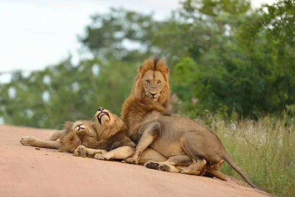 Leões Machos Deserto África — Fotografia de Stock