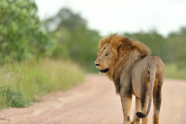 Leão Macho Deserto África — Fotografia de Stock