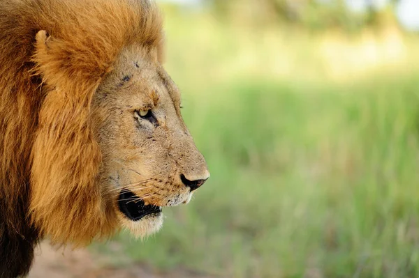 Leão Macho Deserto África — Fotografia de Stock