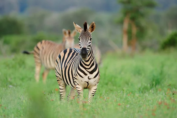Zebra Afrikai Vadonban — Stock Fotó
