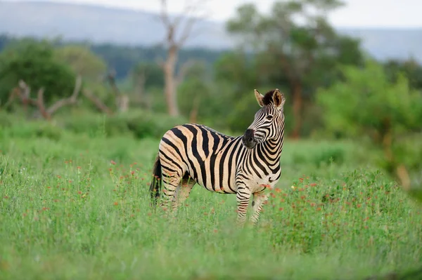 Afrika 'nın vahşi doğasında bir zebra