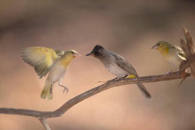 Afrika 'nın vahşi doğasında Bulbul