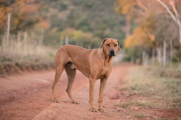 Rhodesian Ridgeback Perro Patio Trasero —  Fotos de Stock