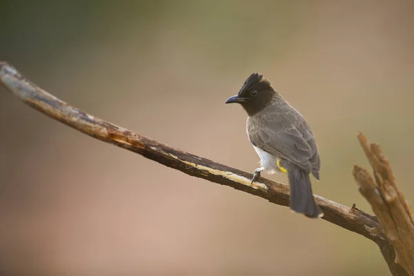 Afrika 'nın vahşi doğasında Bulbul