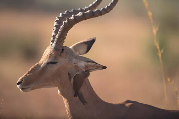 Impala Dans Désert Afrique — Photo