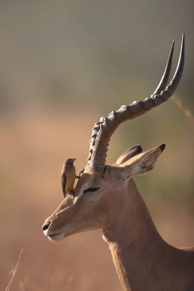 Impala Divočině Afriky — Stock fotografie