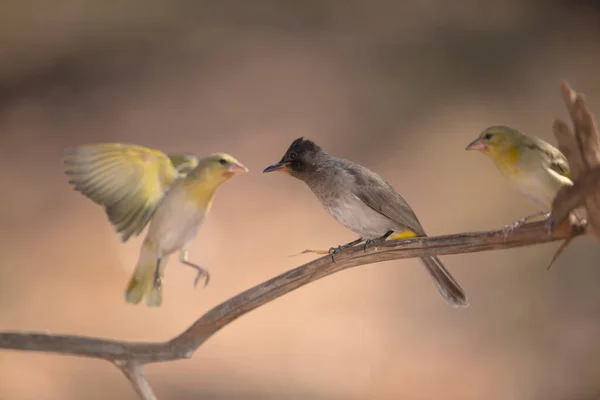 Bulbul Afrikai Vadonban — Stock Fotó