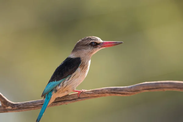 Erdő Kingfisher Madár Vadonban Afrika — Stock Fotó