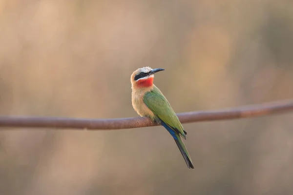 Afrika 'nın vahşi doğasında arı yiyen kuş.