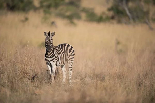 Zebra Der Wildnis Afrikas — Stockfoto