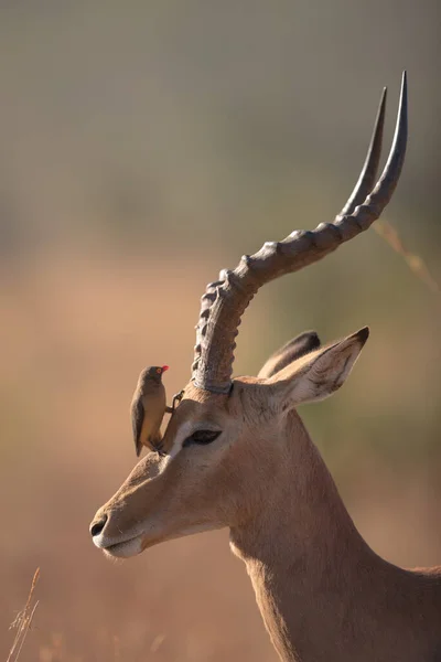 Impala Desierto África Fotos De Stock Sin Royalties Gratis