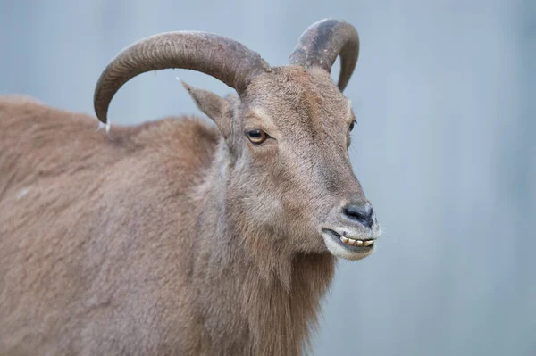 Mountain Goat Portrait Wilderness — Stock Photo, Image