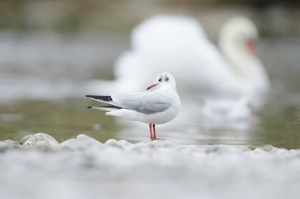 Arkasında beyaz kuğu olan martı.
