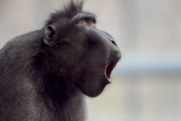 Vahşi Doğada Siyah Bir Maymun — Stok fotoğraf