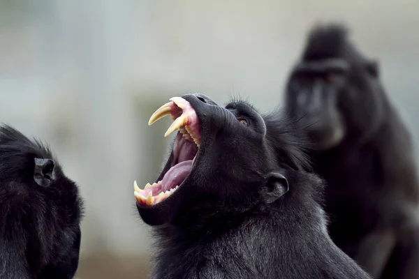 Schwarze Makaken Der Wildnis — Stockfoto