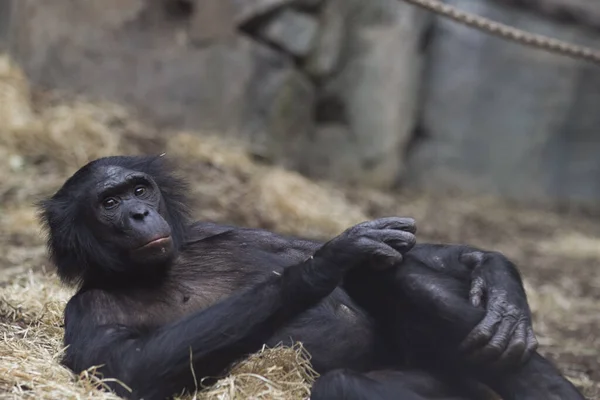 Bonobo Lefekszik Kamerát Bámulja — Stock Fotó