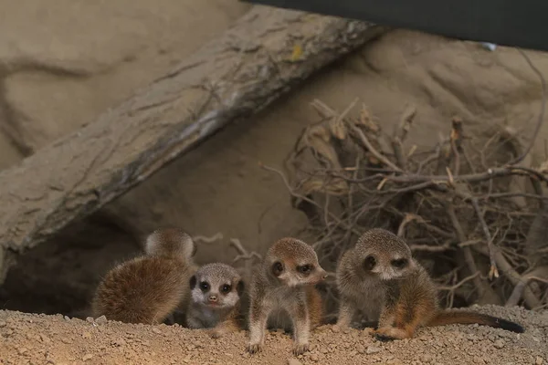 Vahşi doğadaki yavru meercatler