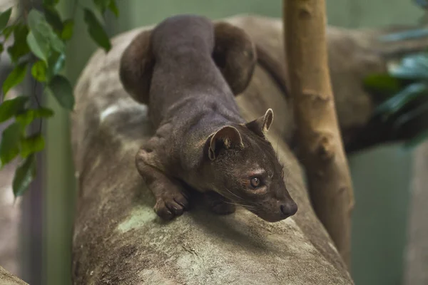 Fossa vahşi doğada