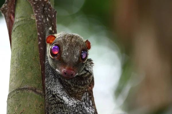 Vahşi Doğadaki Colugo — Stok fotoğraf